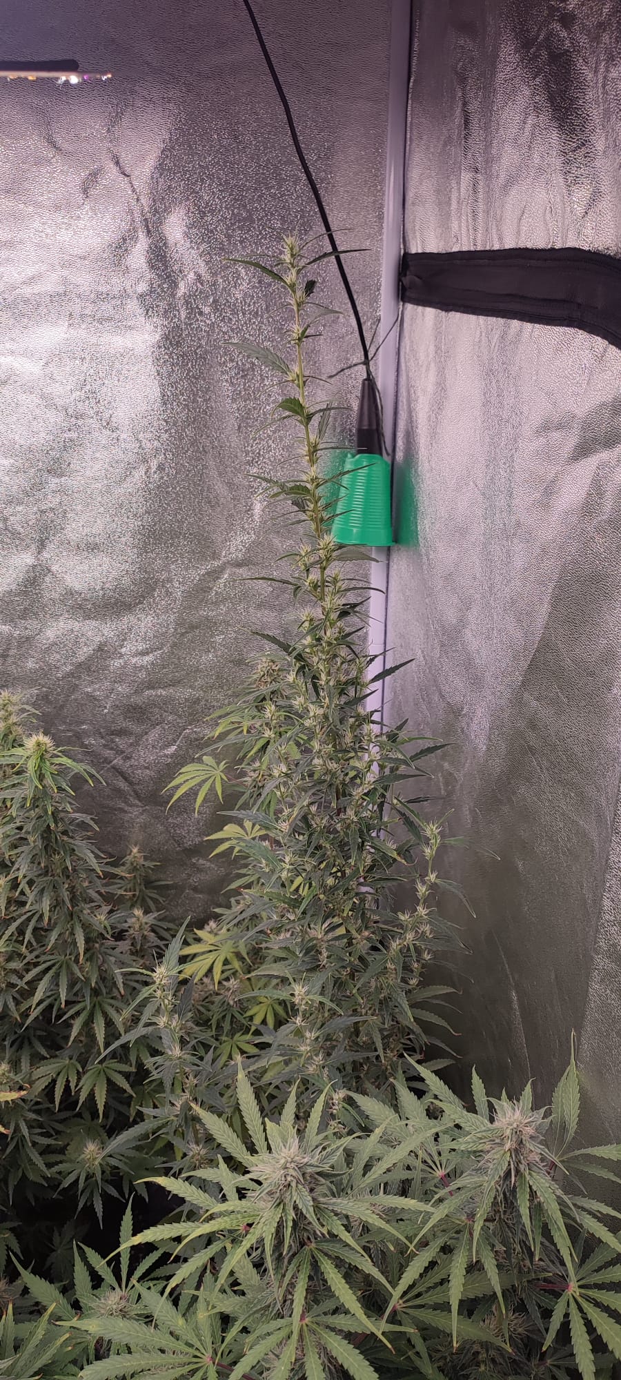 auto haze.jpeg
