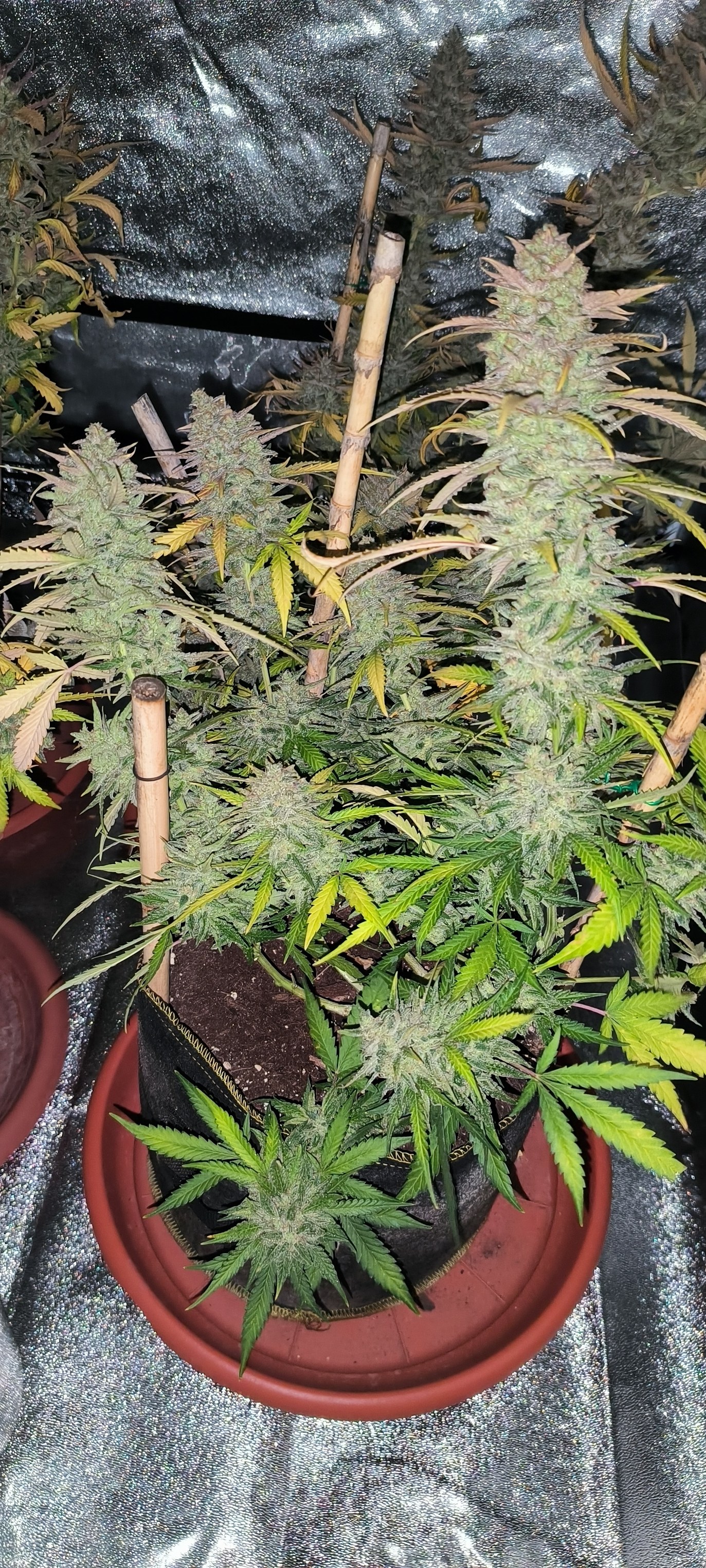 auto sour forum stomper.jpg