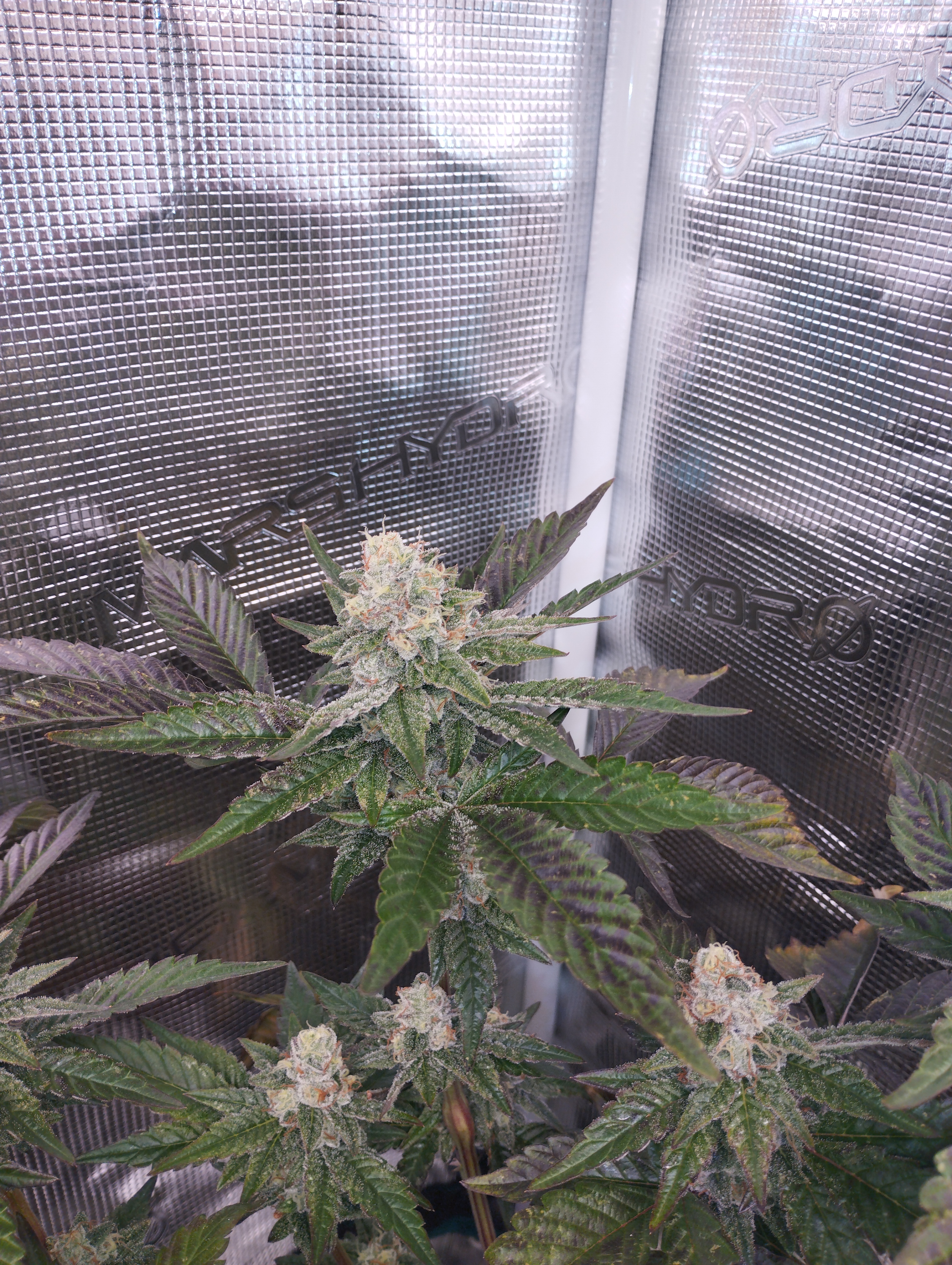 (Banner3 x StrawLotus) x Meathbreath