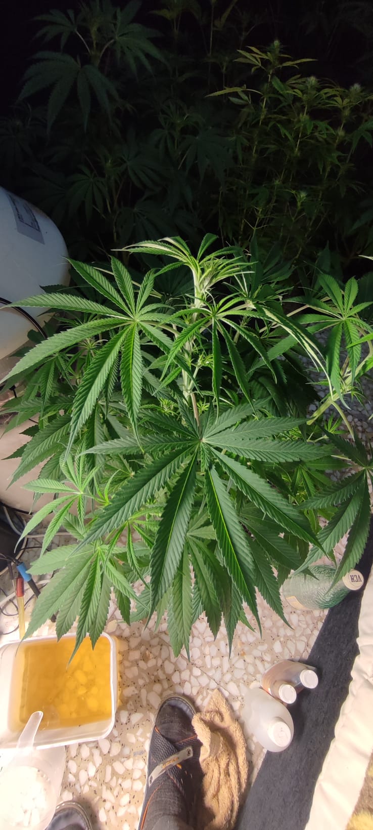 besti haze 2.jpeg