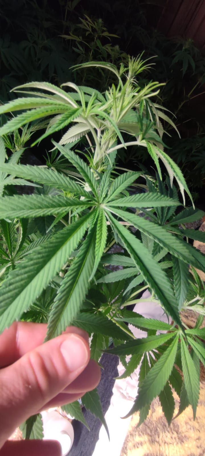 besti haze.jpeg