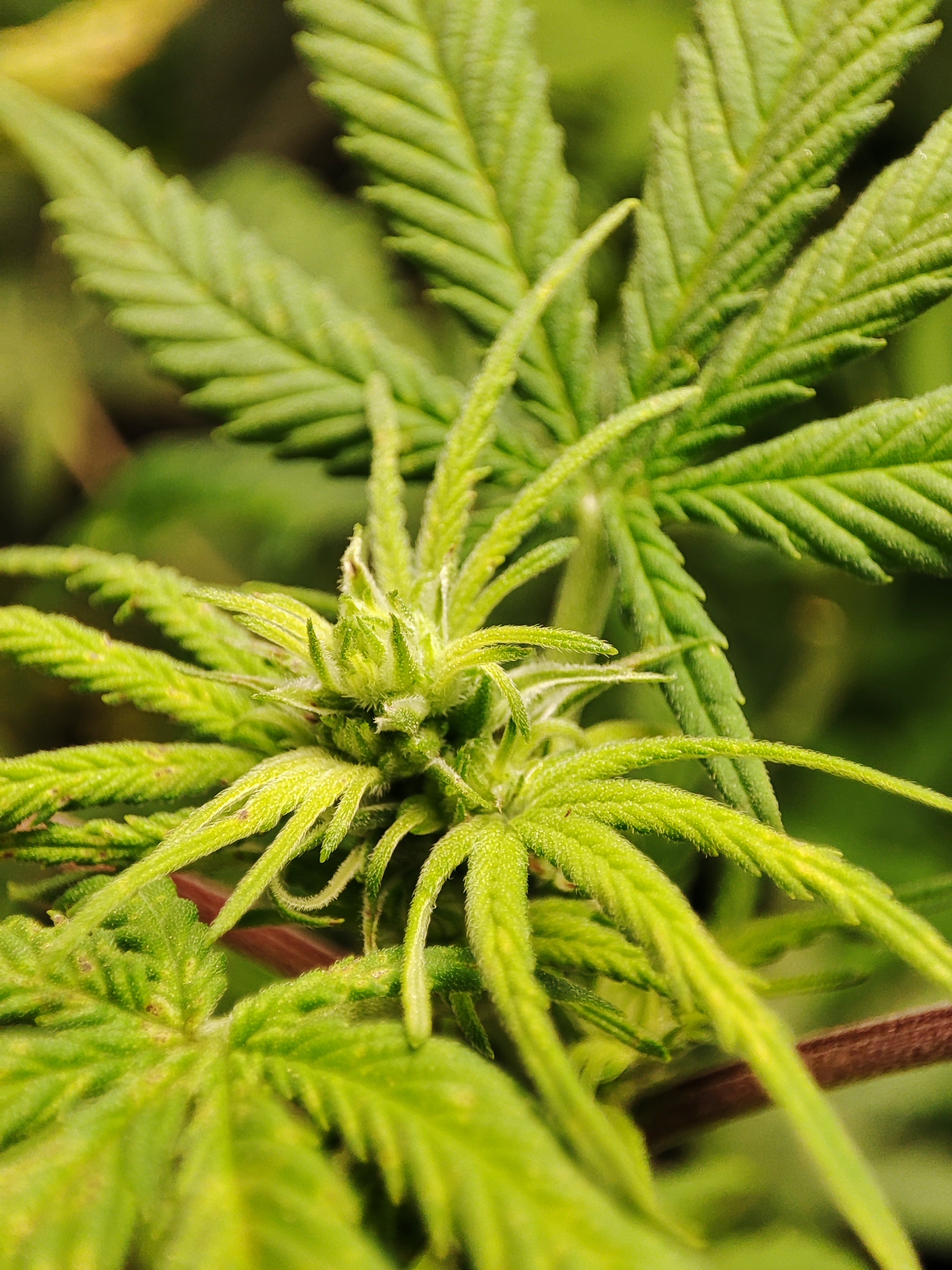 Cbd Merlota STS sukces