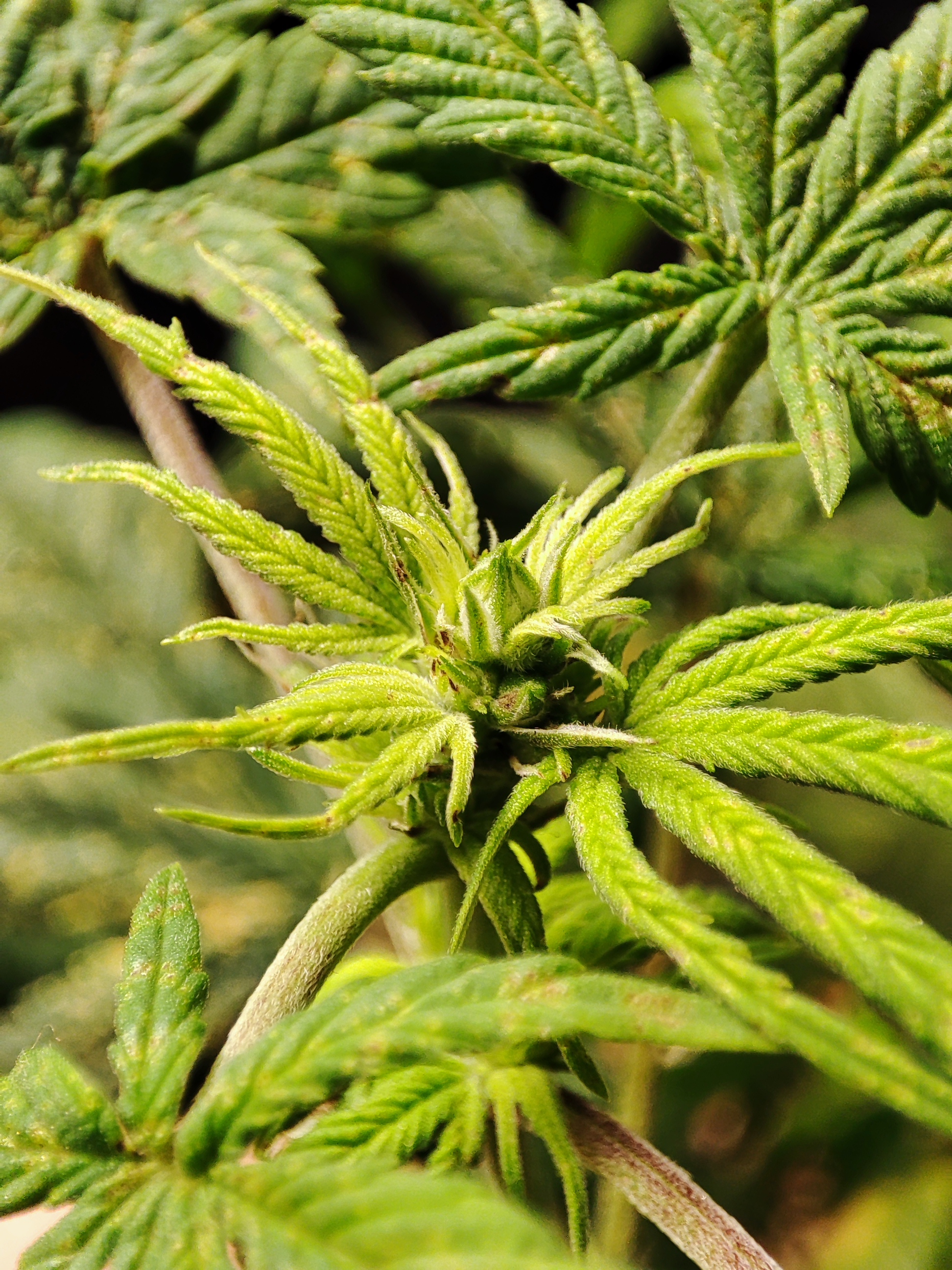 Cbd