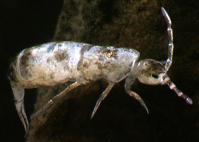 collembola_arthropleona.jpg