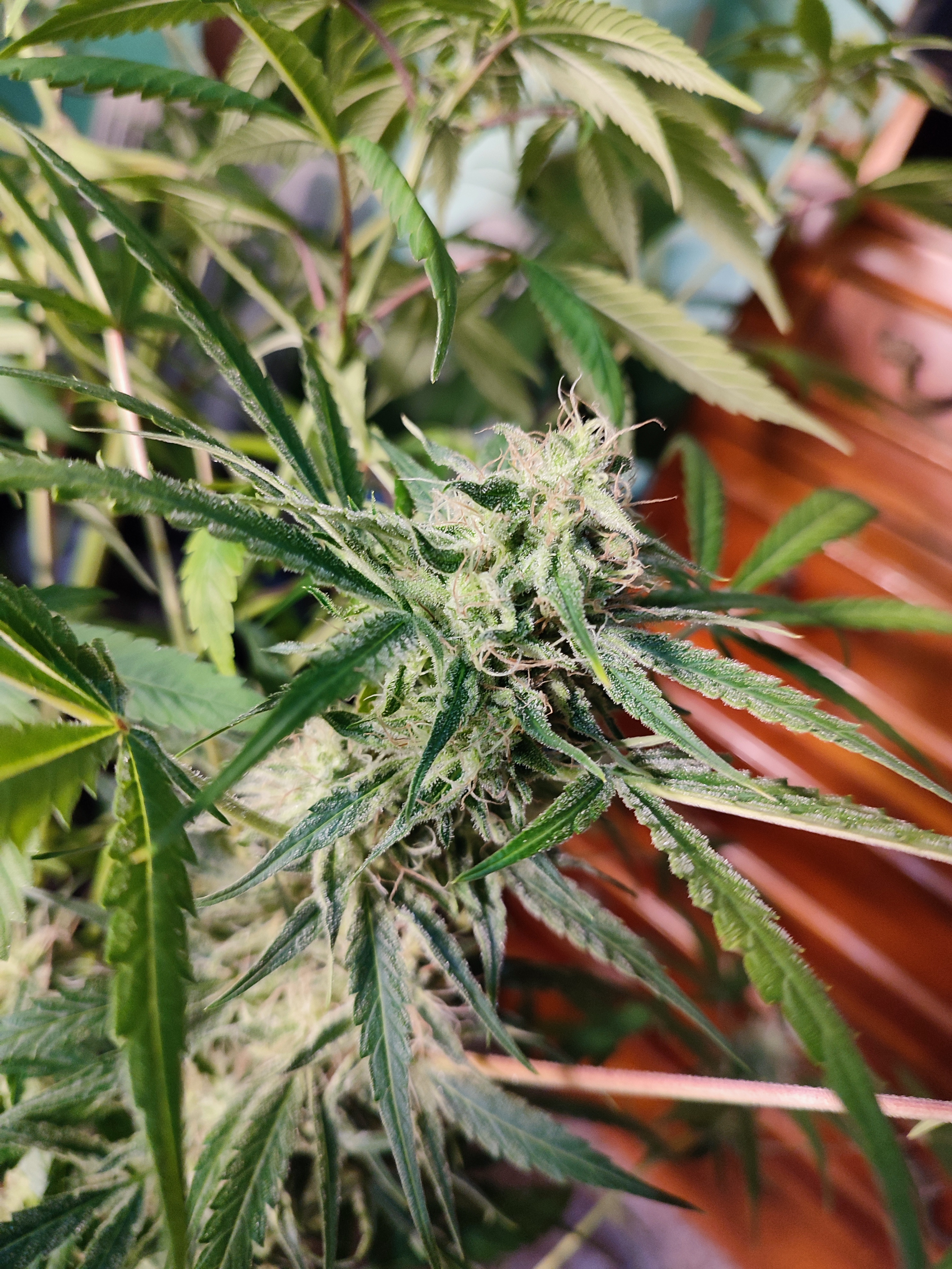 Early Skunk x Ultra Early Love x Amnesia xxl