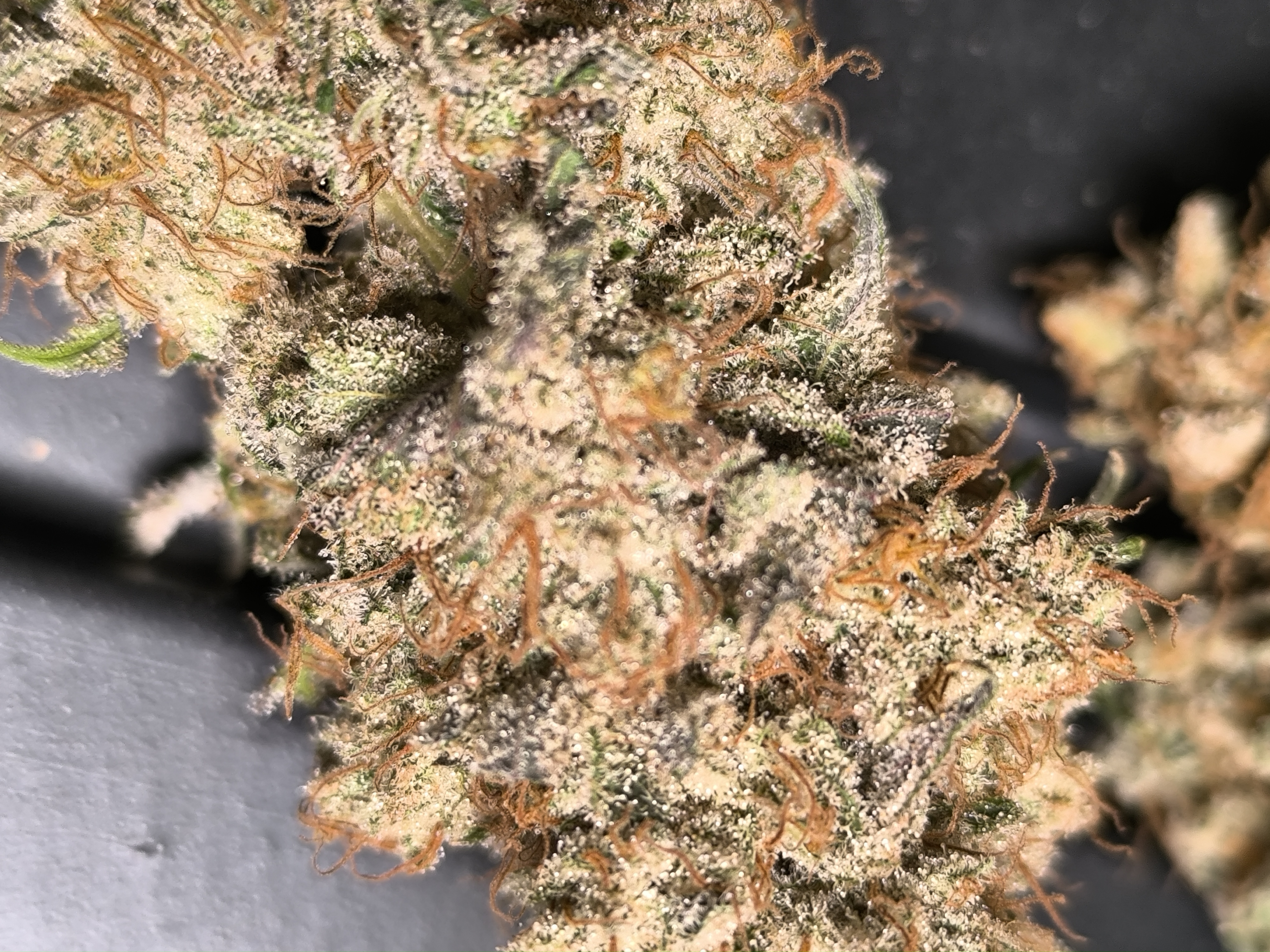 Ethos Early Lemon Berry