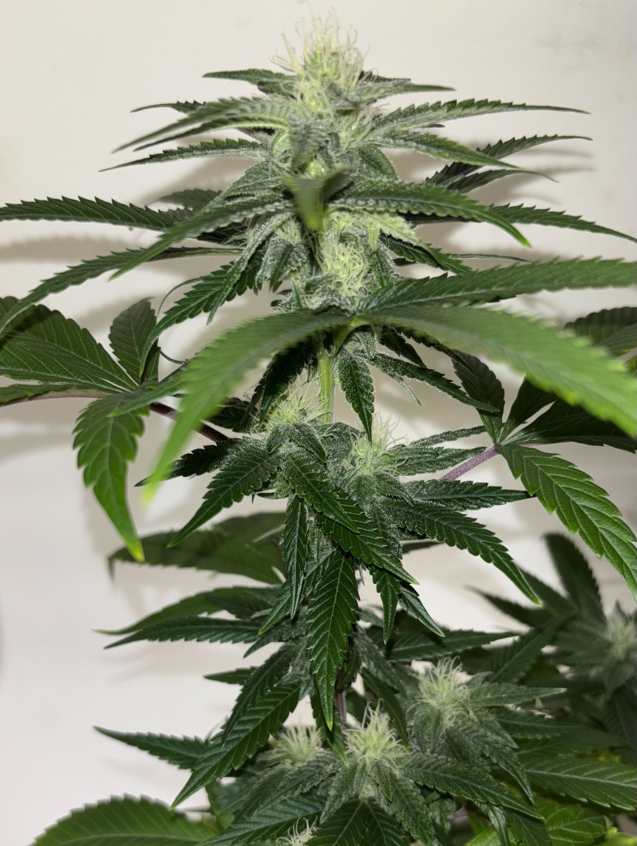 {(GMO x dawgs waltz x alien cookiesf3) x (headbanger x original haze)} x royal kush 47 f2