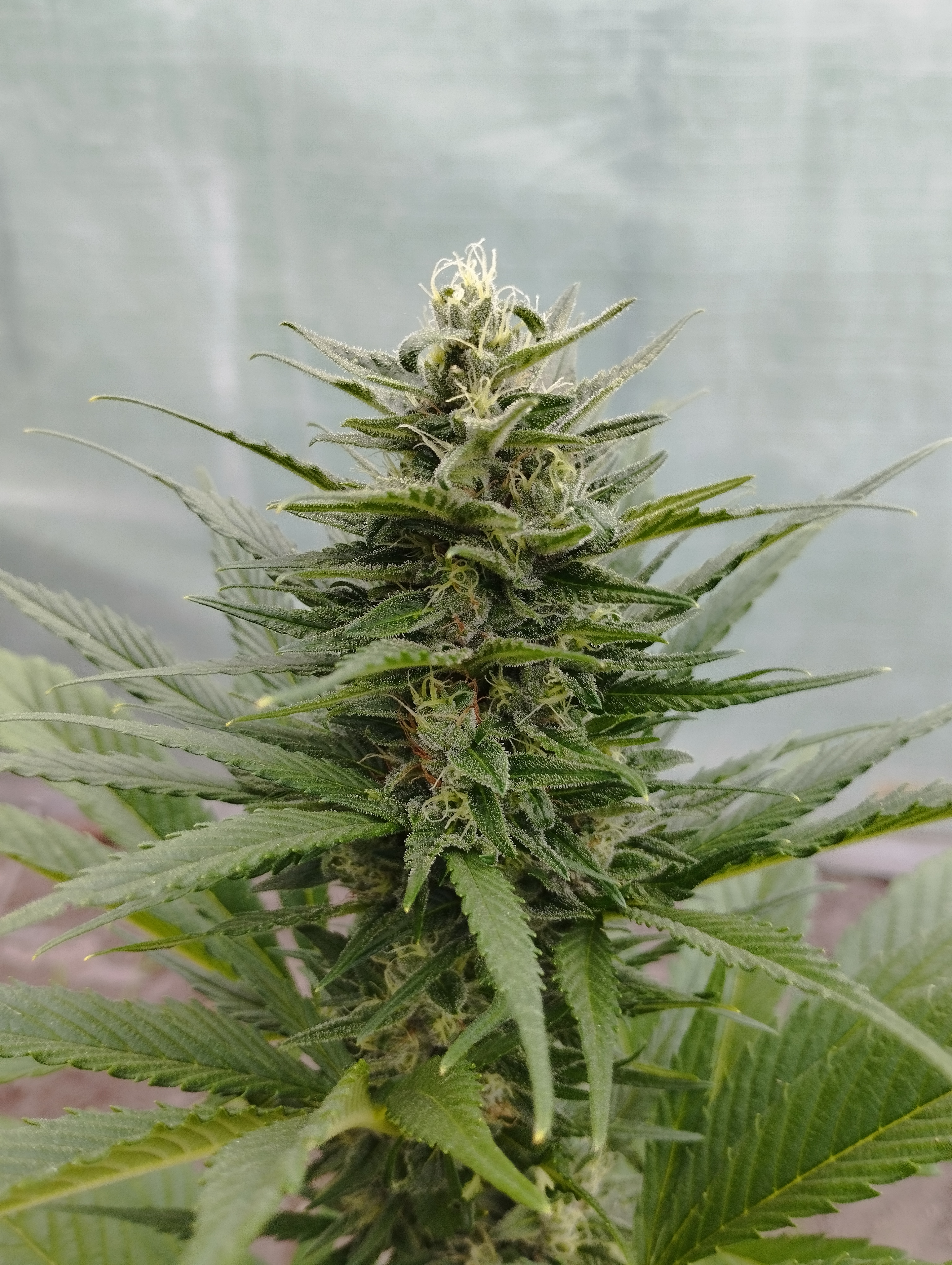 Gorilla Cookies Auto