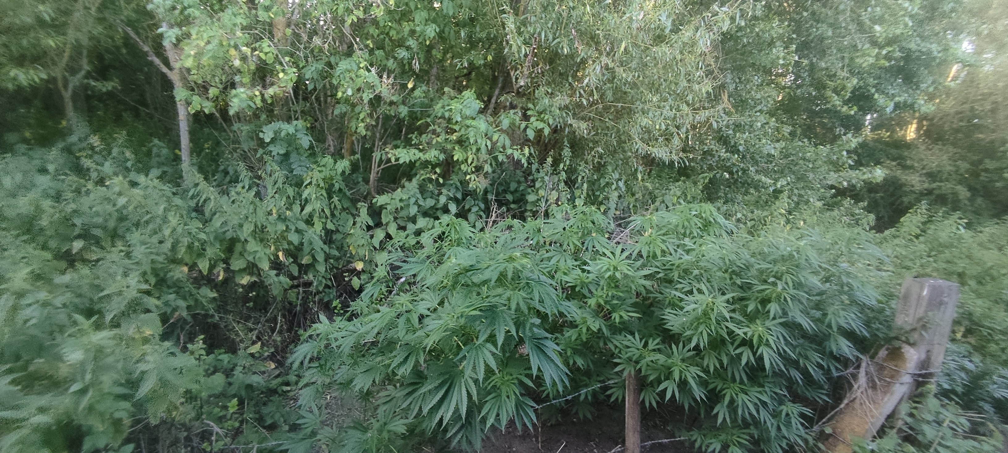IMG_20230707_185728.jpg