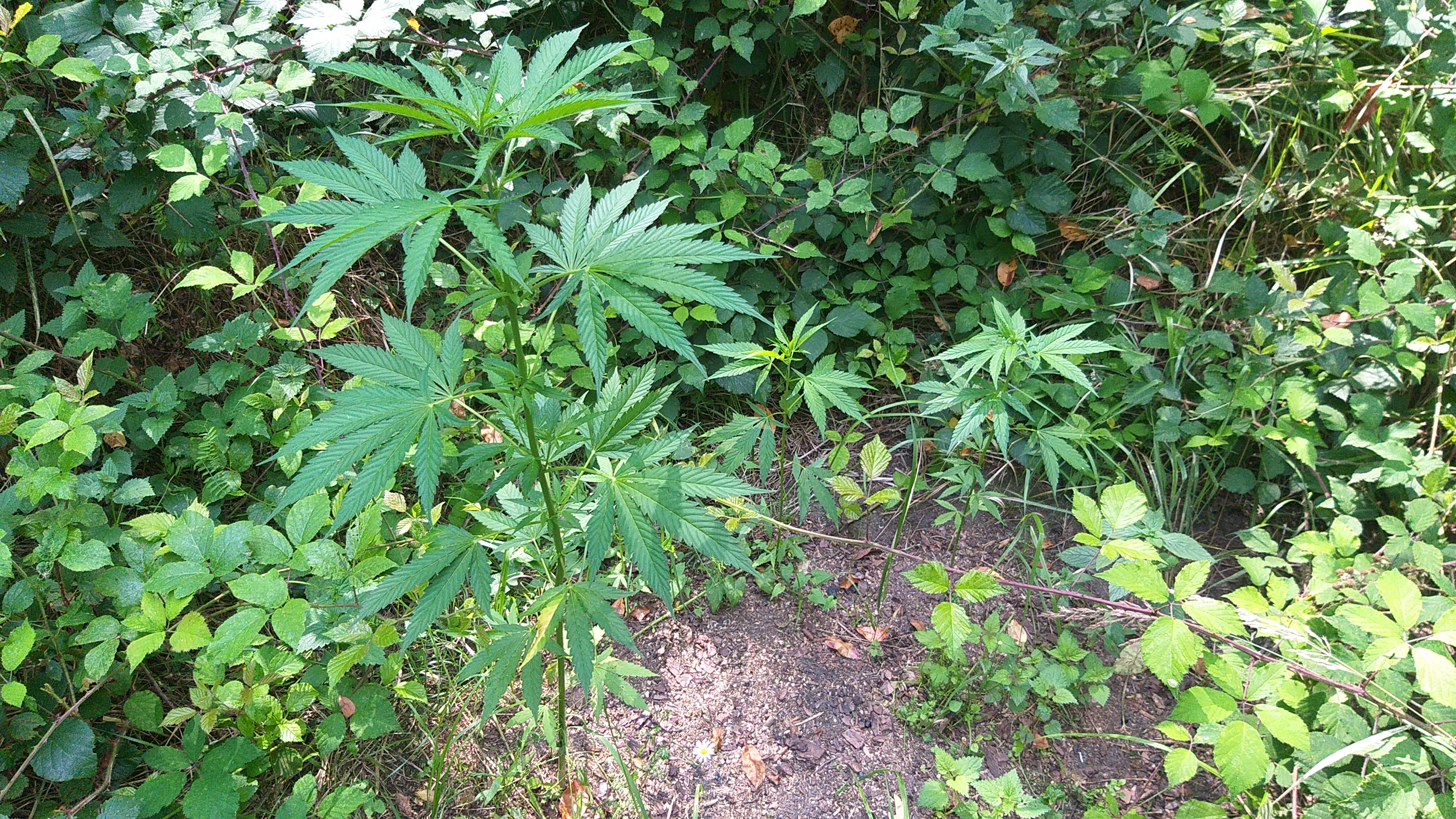 IMG_20250809_143624.jpg