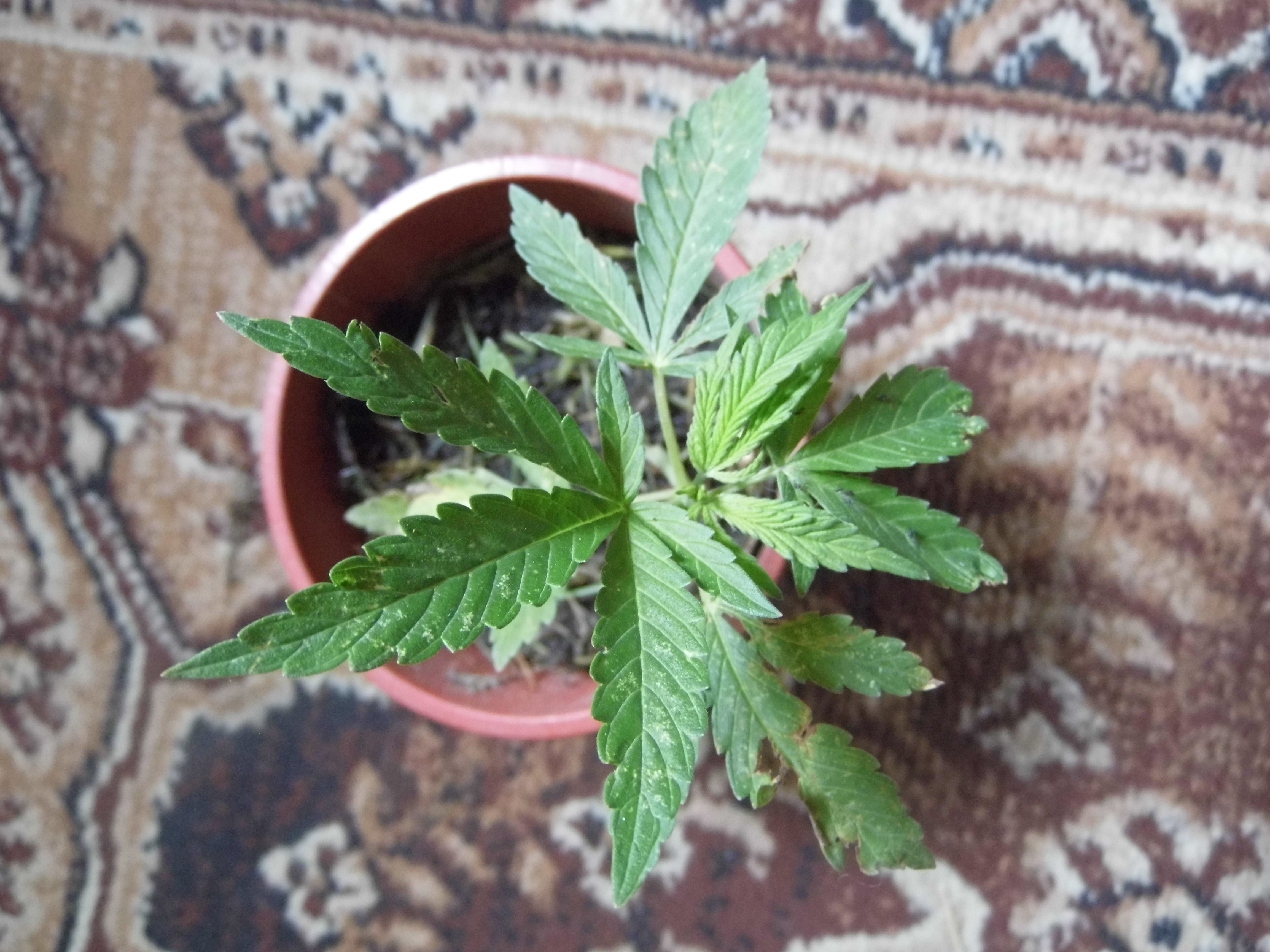 kush.JPG