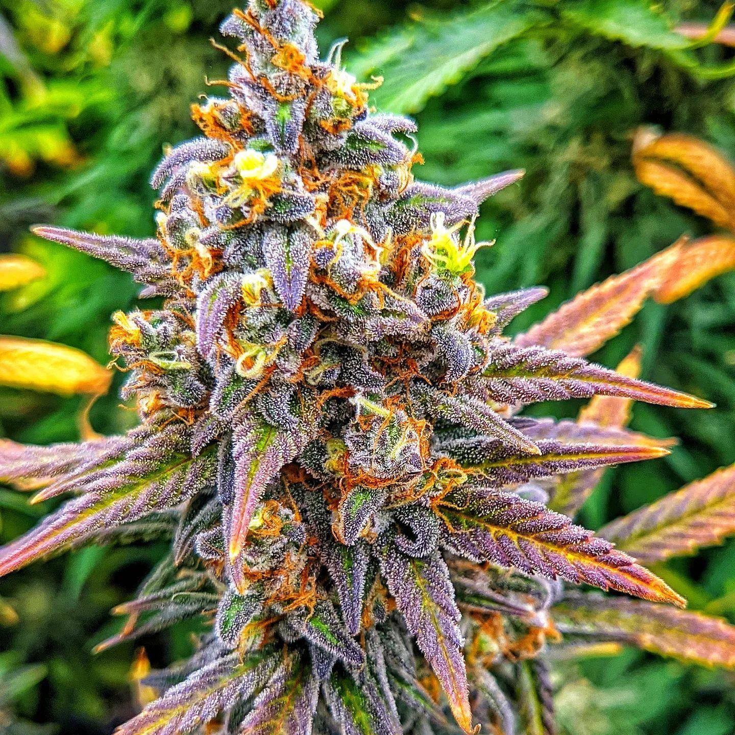 lemon x lotus x yeti (1).jpeg