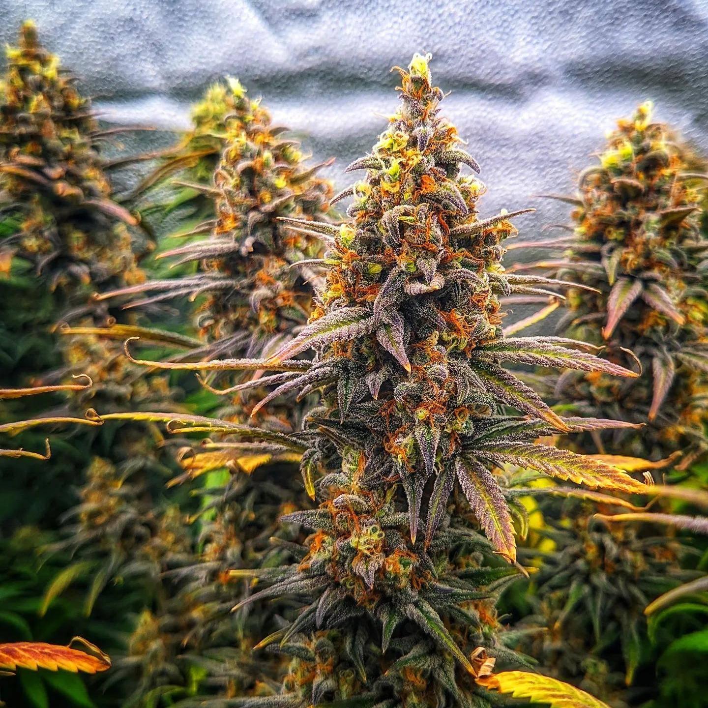 lemon x lotus x yeti (2).jpeg