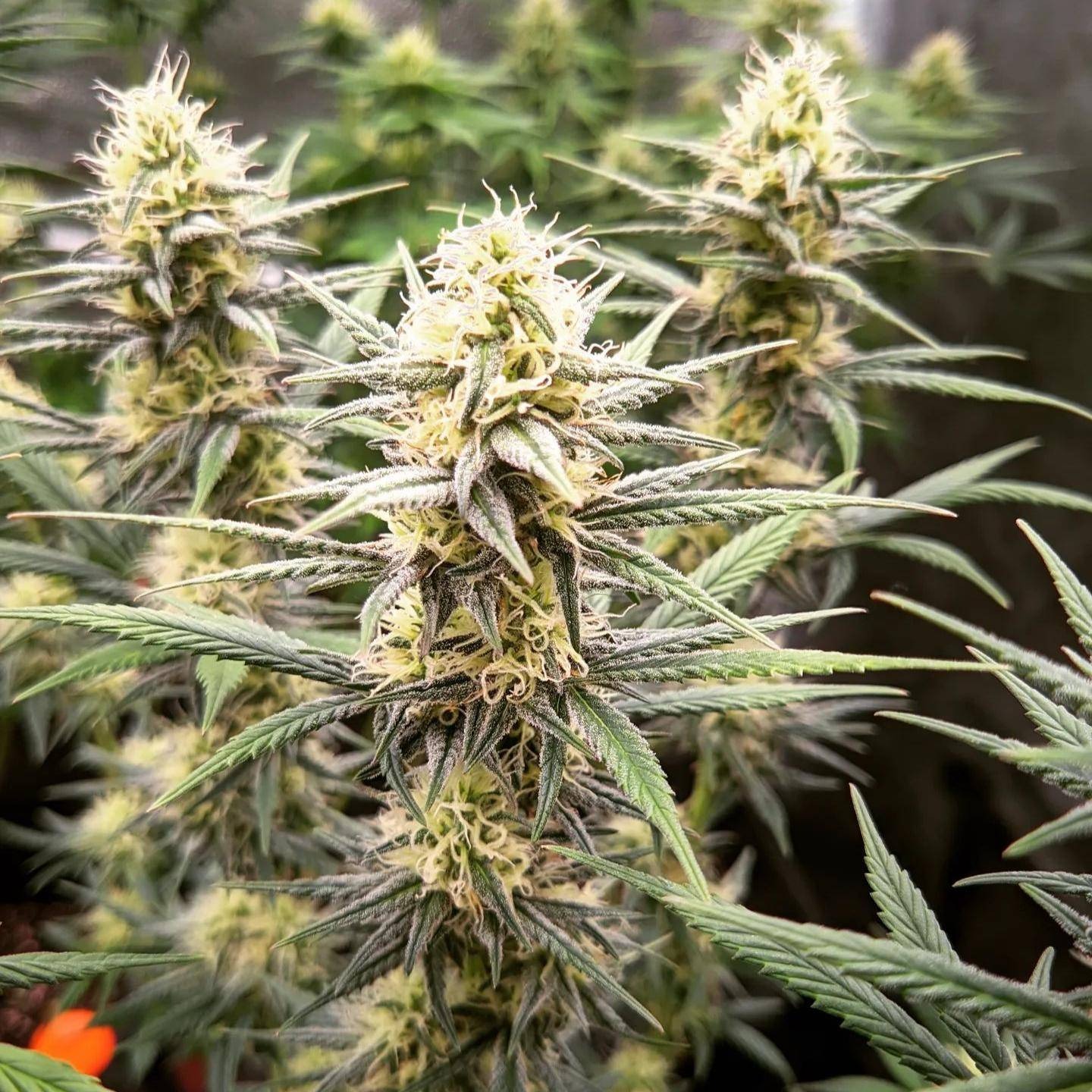 lemon x lotus x yeti (3).jpeg