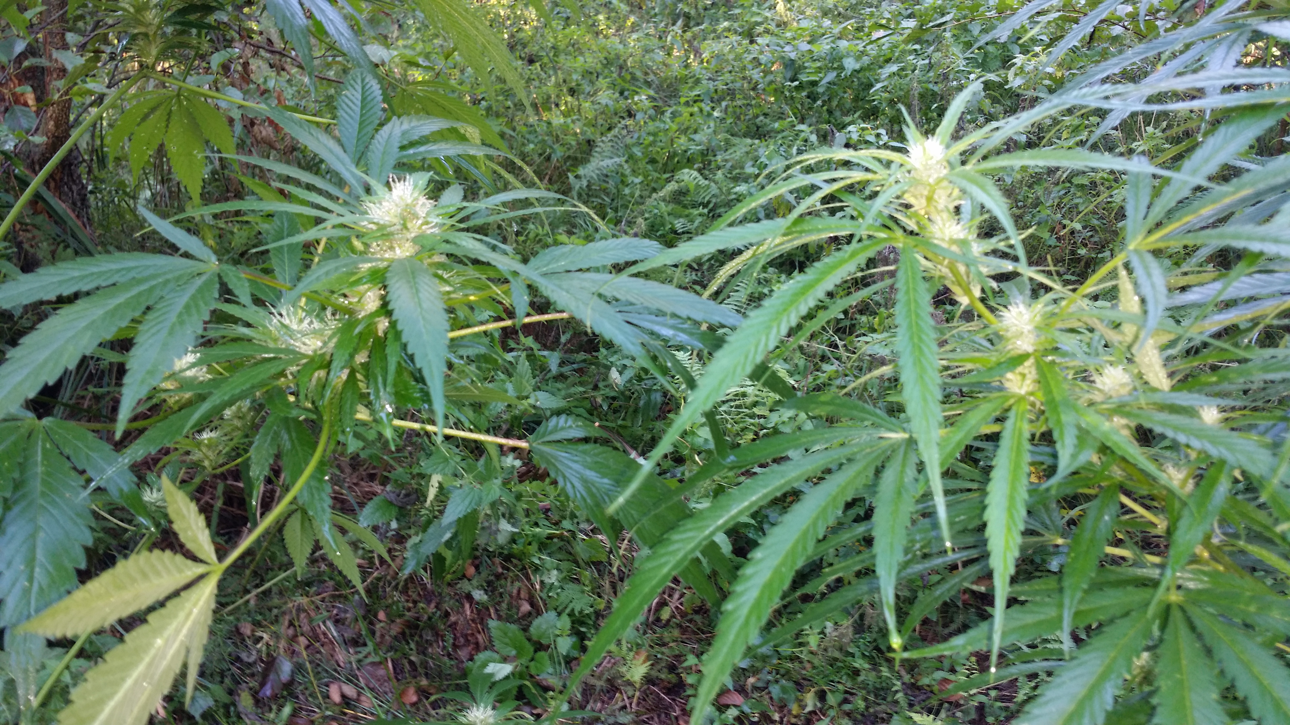 Mighty i kush