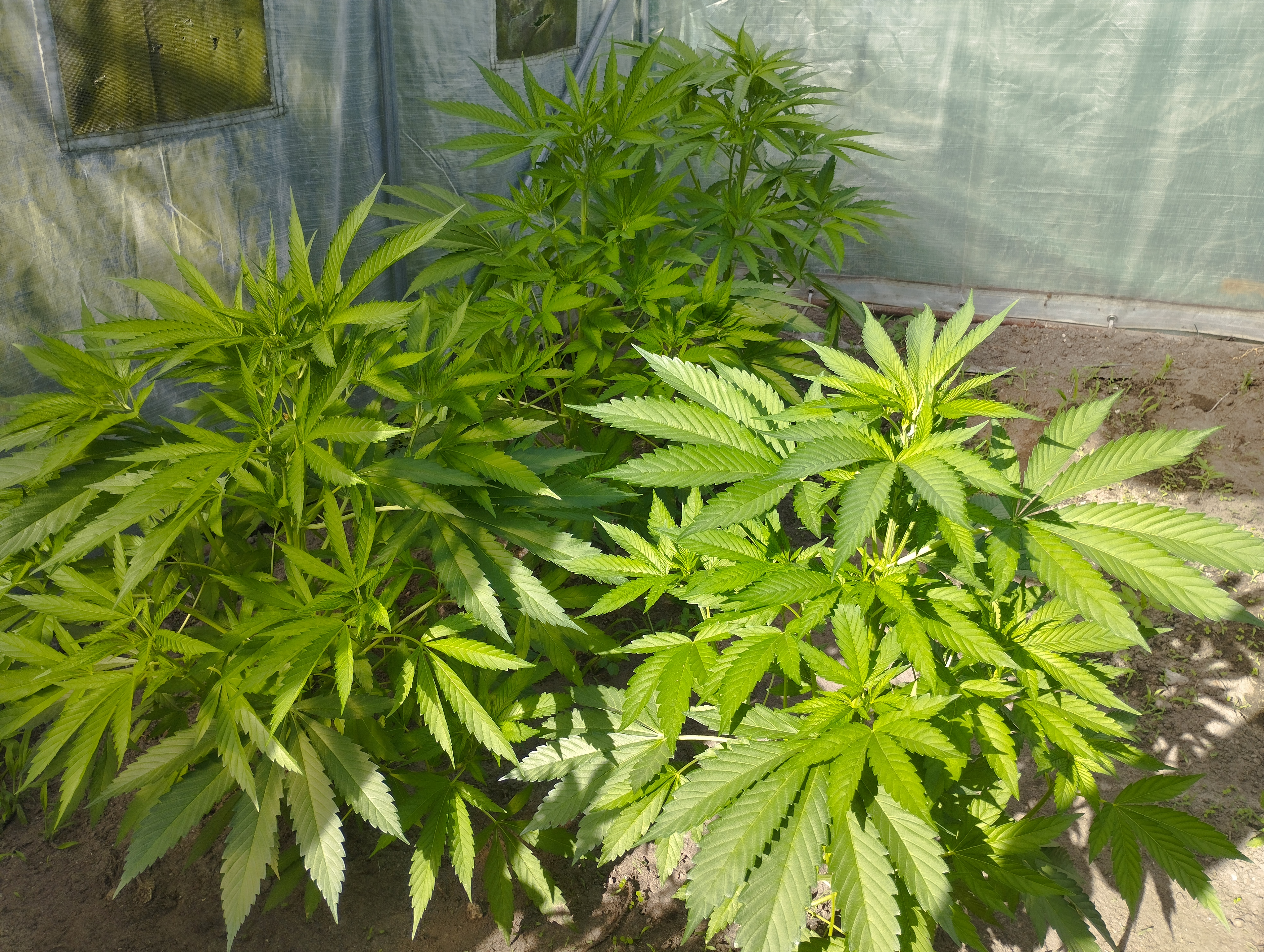 Og kush reg