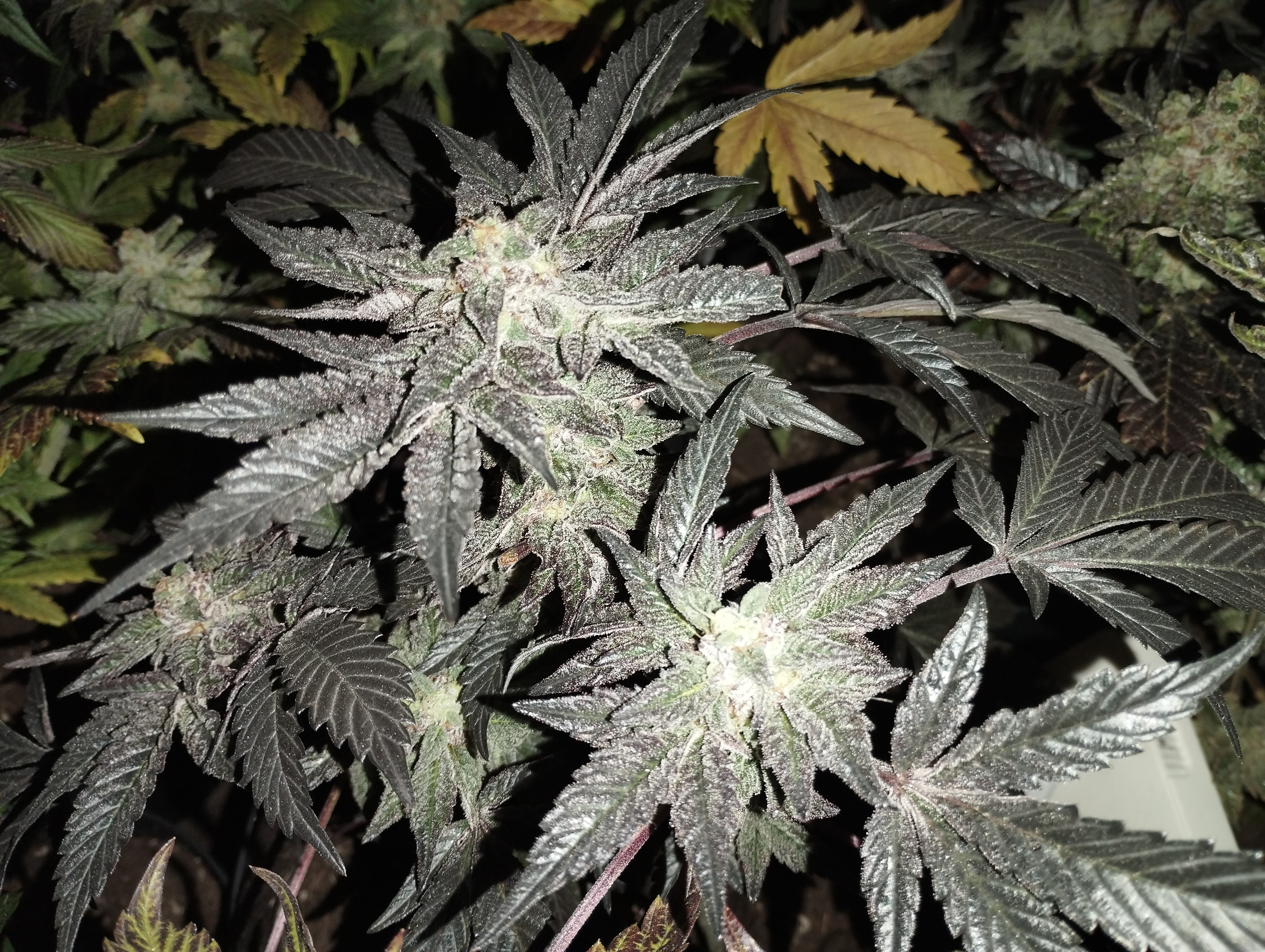 ( Pink runtz x runtz ) x Meathbreath f1
