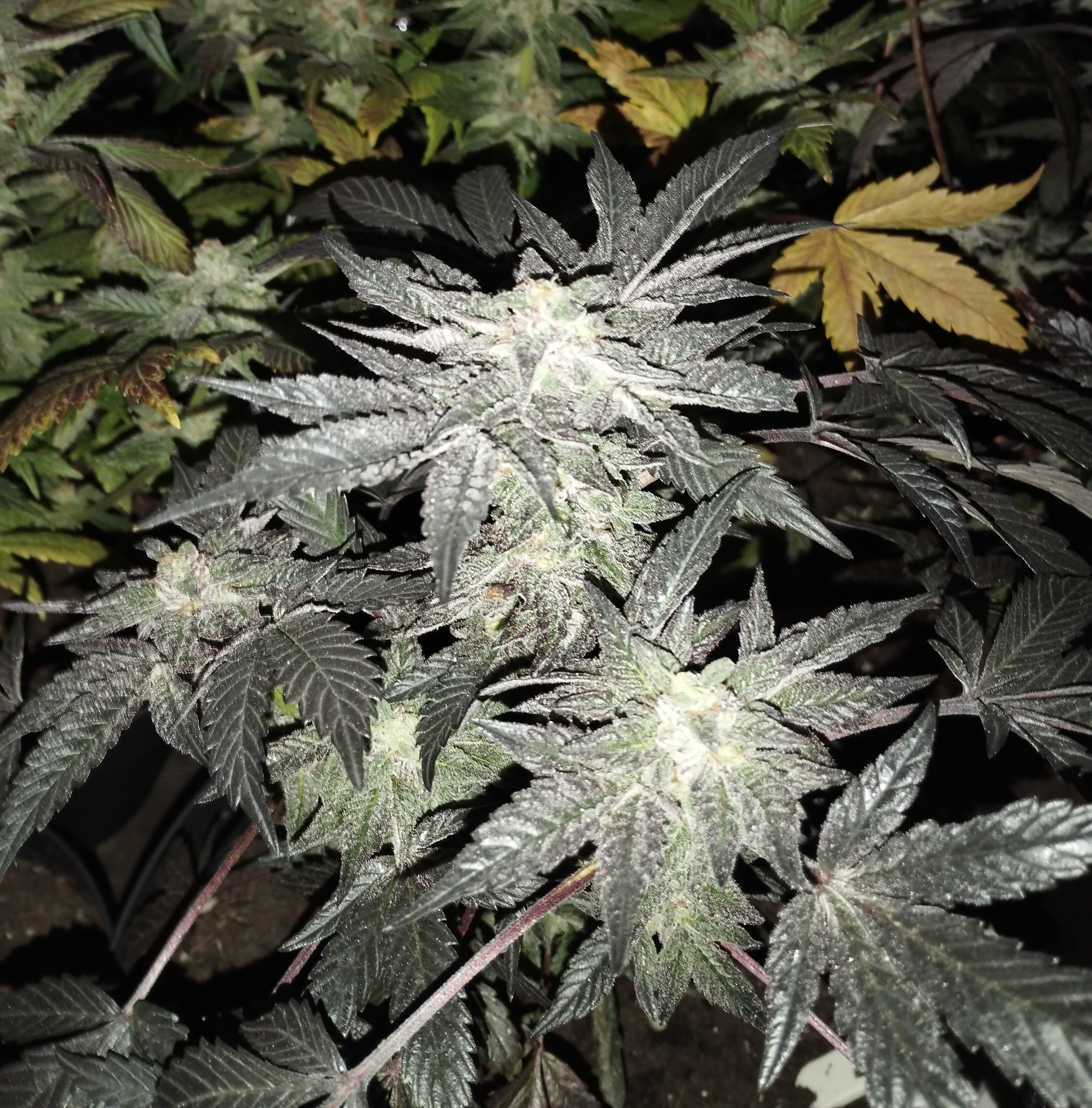 ( Pink runtz x runtz ) x Meathbreath f1