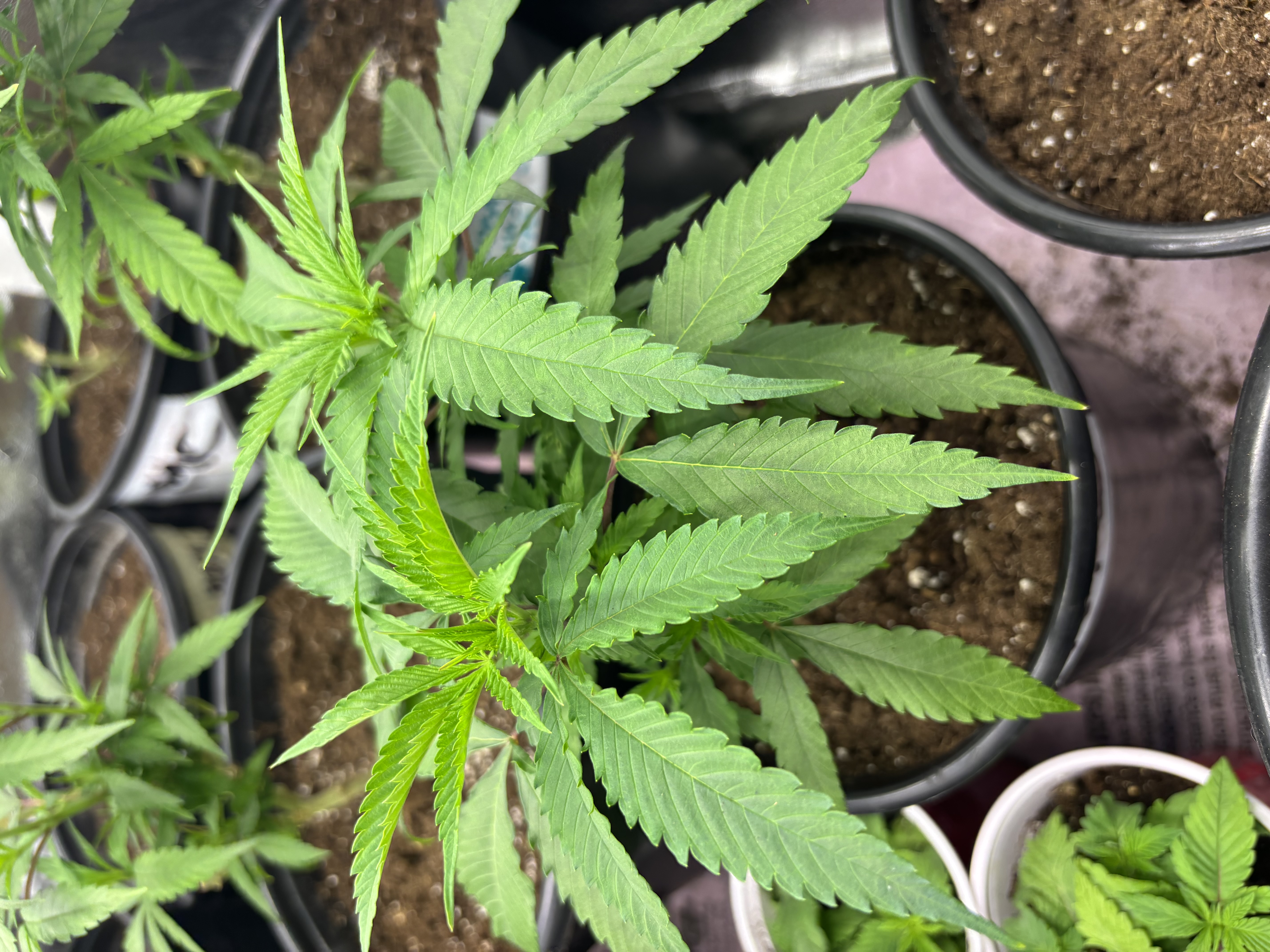 Purple corinto butter s1.jpeg