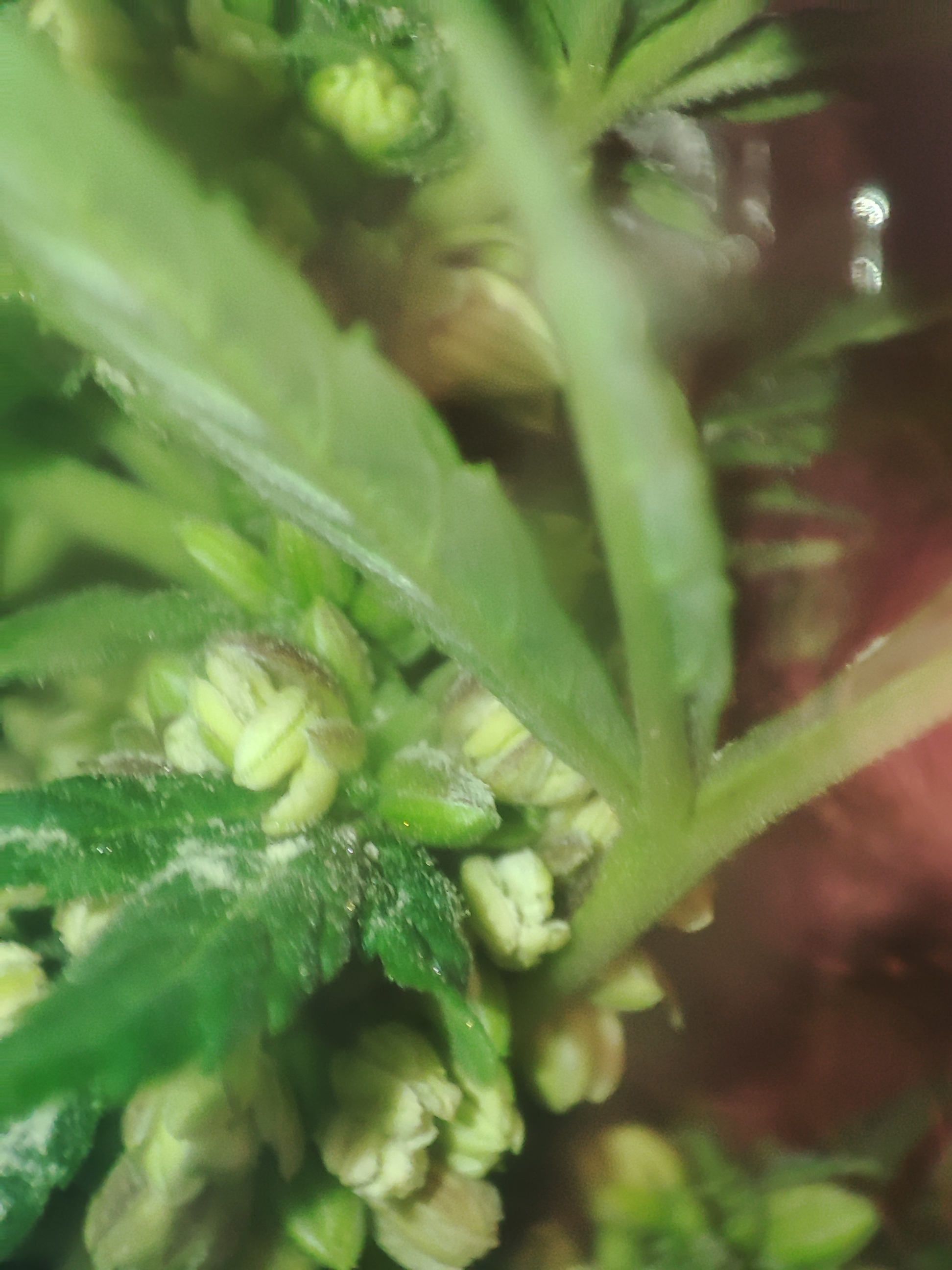 Pyłek auto sour crack memphisto