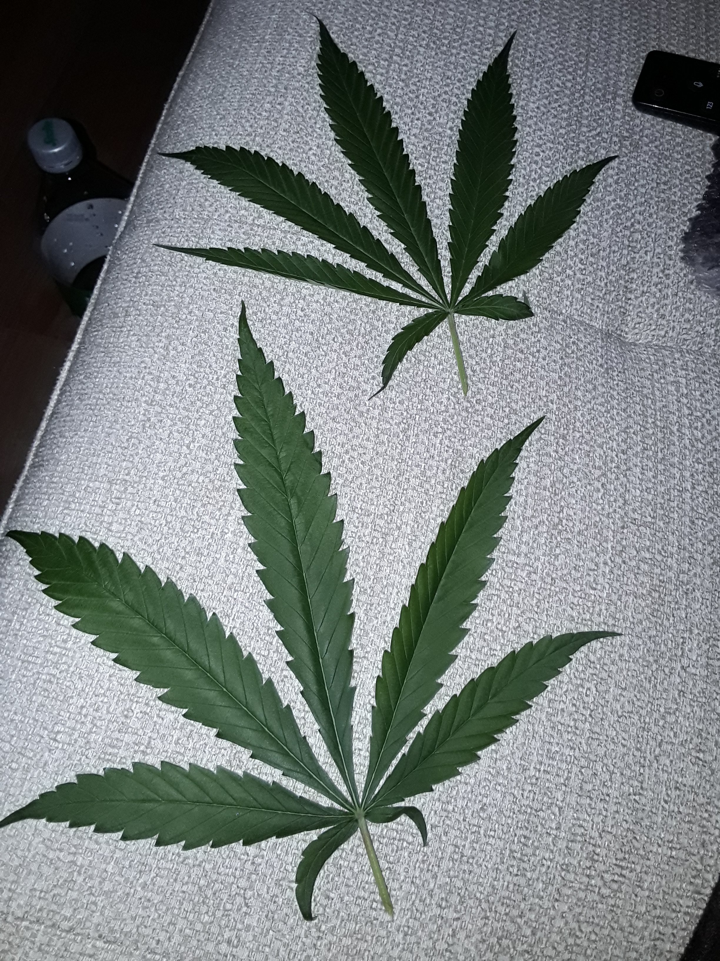 Sativka