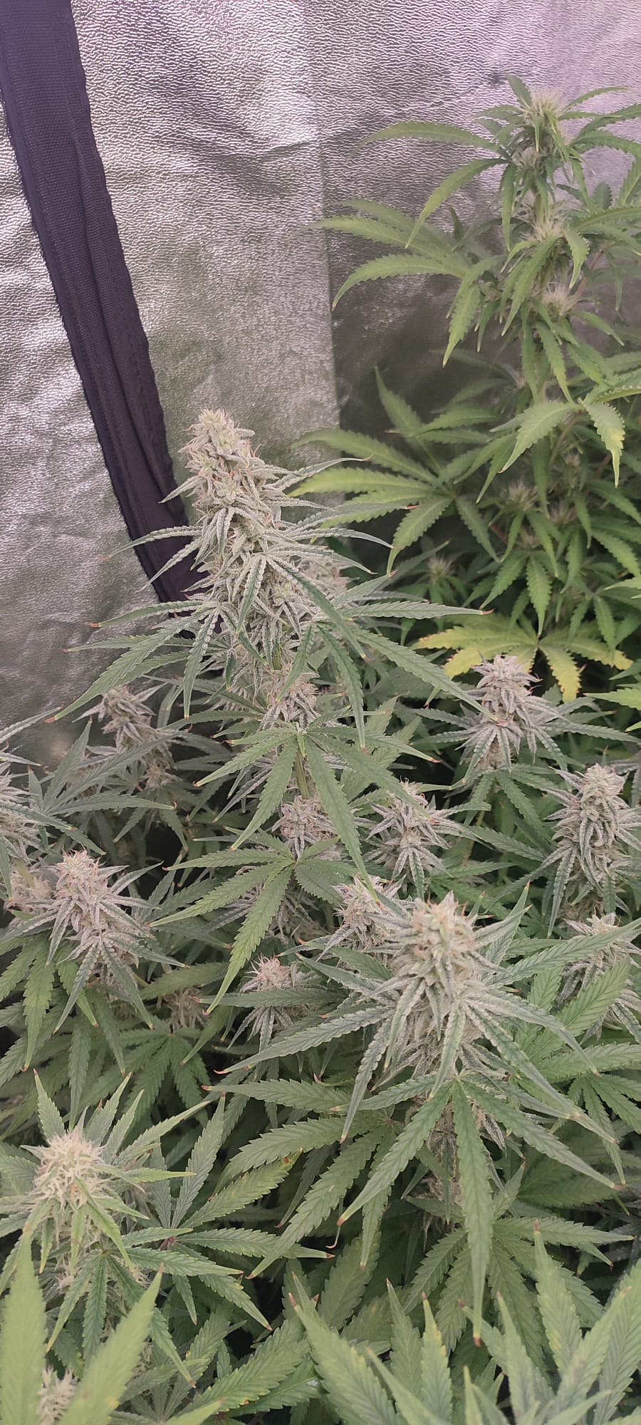 sour diesel 3.jpeg
