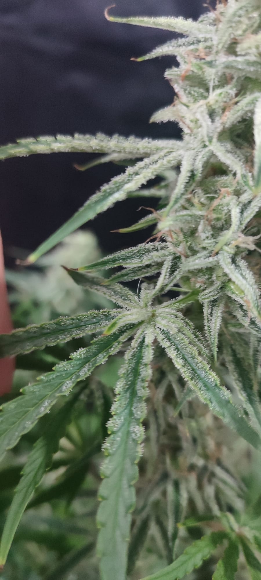 sour diesel af.jpeg