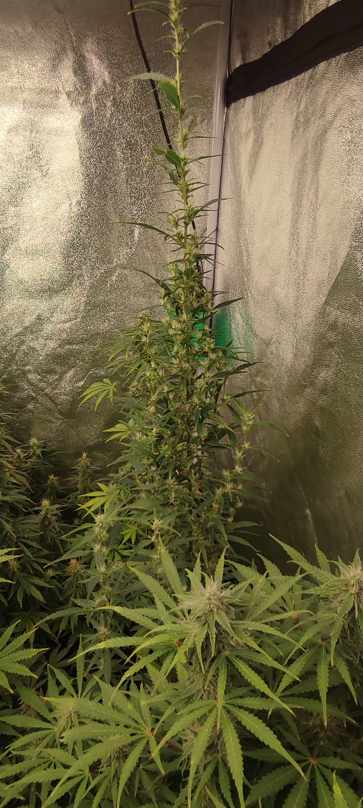 str mang haze auto 3.jpeg