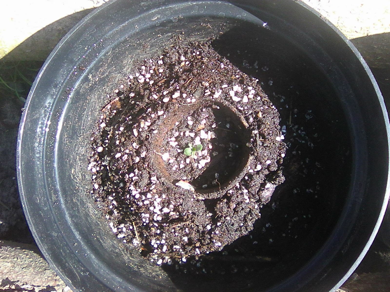 Ziemia zlana, niech rodzi się życie.